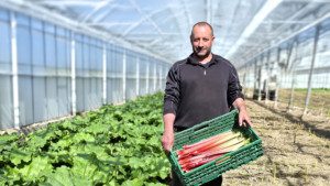 Yves_Luisier_producteur de rhubarbe à Fully, Valais