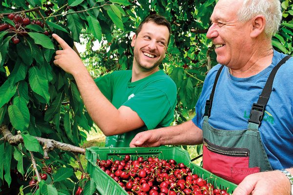 Michel et Valentin Blondel _ Cerises