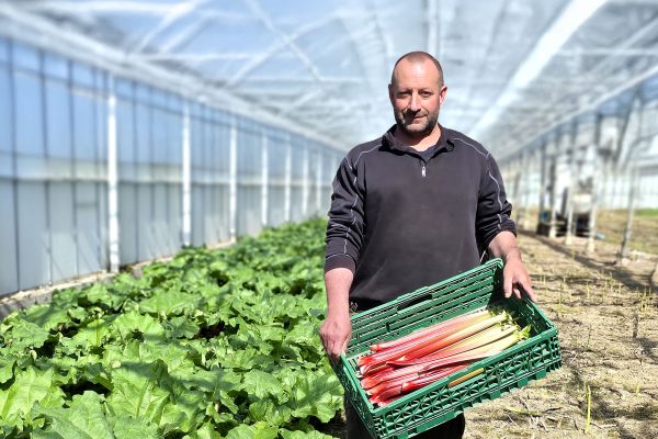 Yves_Luisier_producteur de rhubarbe à Fully, Valais